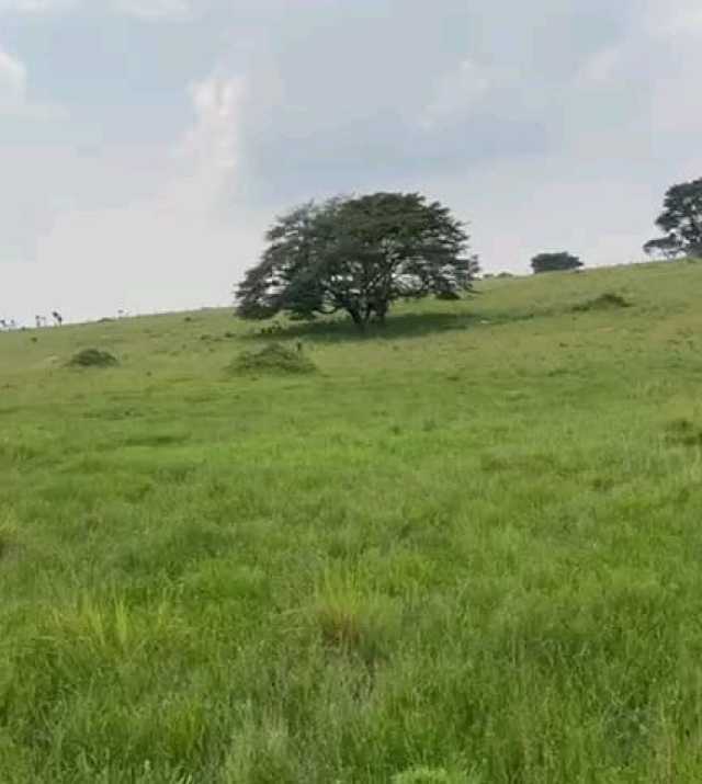 WhatsApp Image 2024-06-25 at 1.32.40 PM 2.jpeg